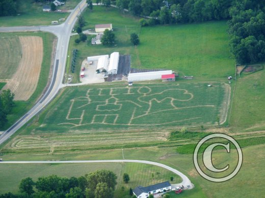 Corn Maze 2